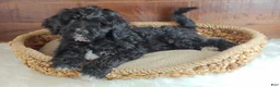 Bernedoodle dogs for sale: Oreo - Ad 4