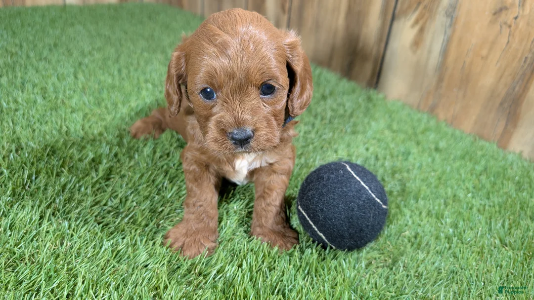 Cavapoo dogs for sale: Sadie Boy 1 - Ad 2