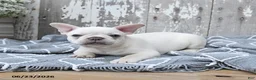 French Bulldog dogs for sale: Leo - Ad 4