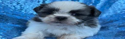 Shih Tzu dogs for sale: Shih Tzu 2 - Ad 2