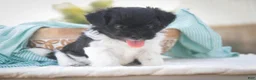 Havanese dogs for sale: Goldie Havanese  - Ad 18