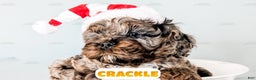 Cockapoo dogs for sale: Crackle - Ad 9