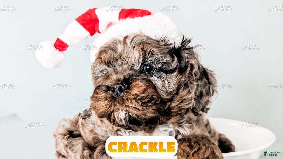 Cockapoo dogs for sale: Crackle - Ad 9