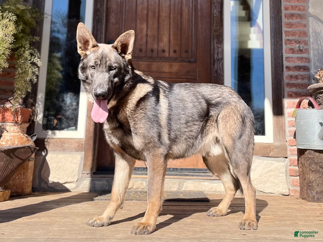 Gallery Image {{count}}