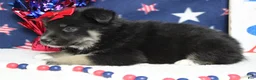 Mixed Breed dogs for sale: Violet  - Ad 6