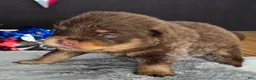 Pomeranian dogs for sale: Pepper's Blame It On The Boogie - "Boogie" - Ad 11