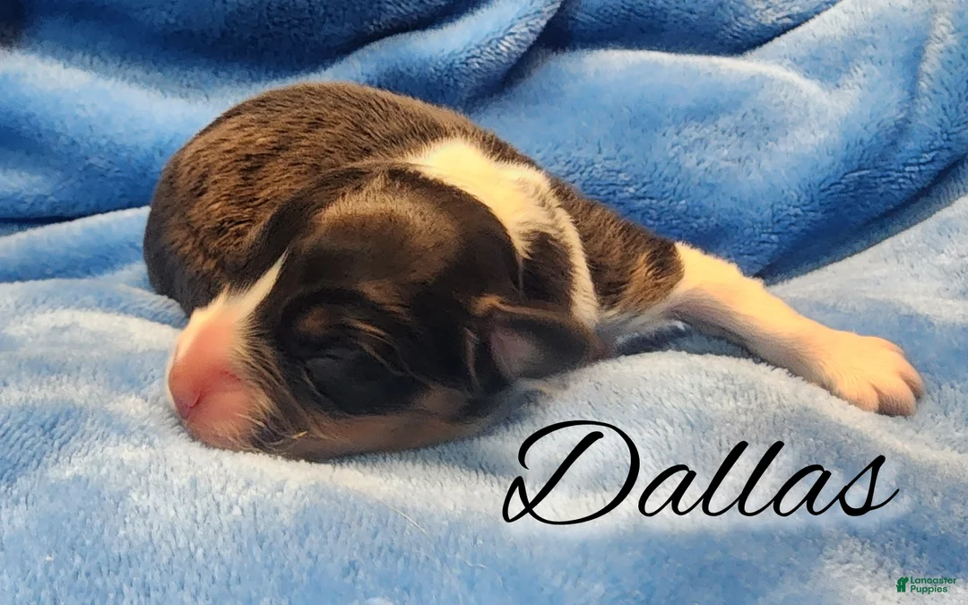 Welsh Corgi Pembroke dogs for sale: Dallas Mae - Ad 2