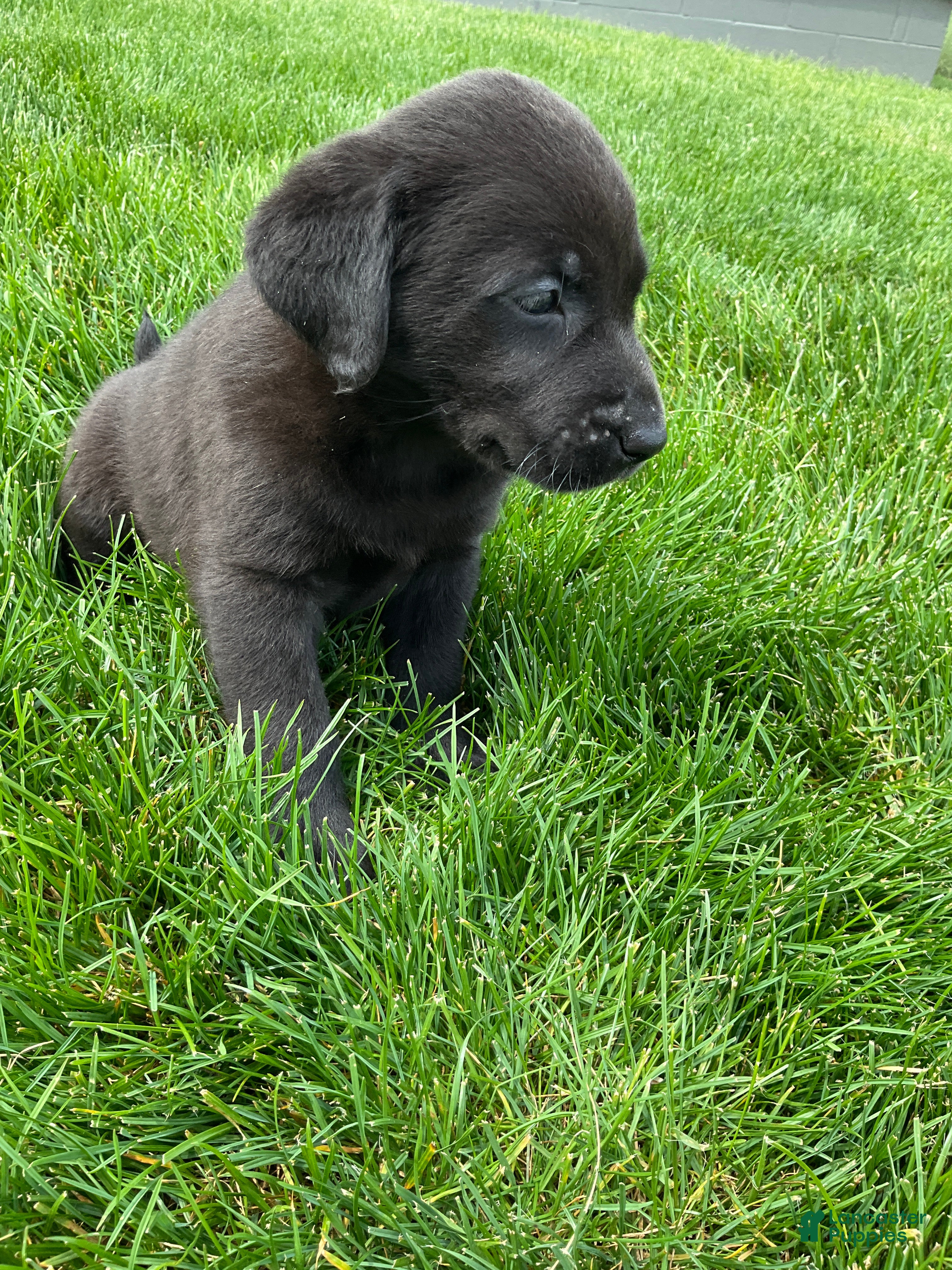 Labrador Retriever dogs Mavin - Ad 2