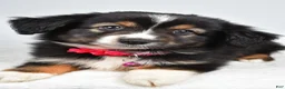 Miniature Australian Shepherd dogs for sale: Vanessa - Ad 7