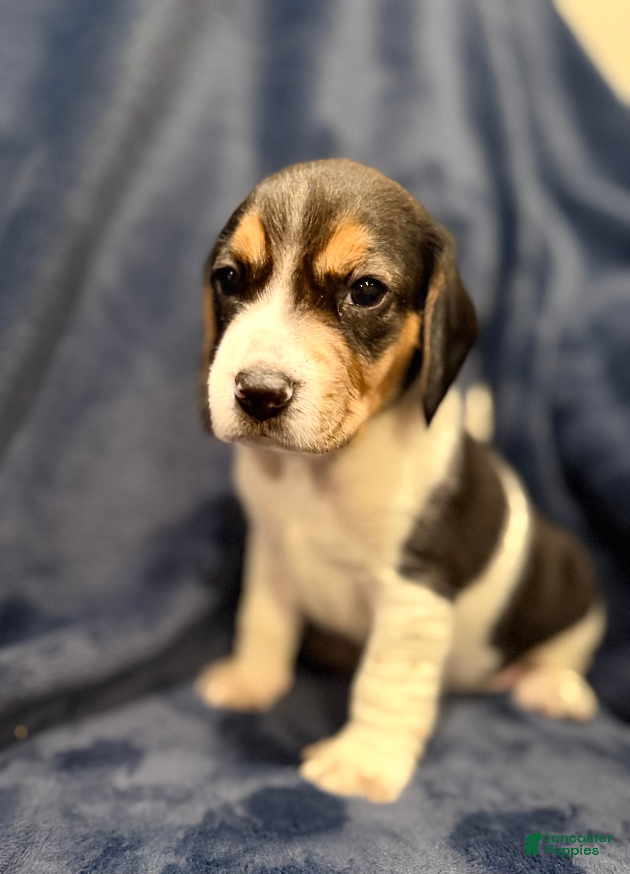 Beagle dogs Beagle Puppy 5 - Ad 16