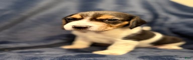 Beagle Puppy 5