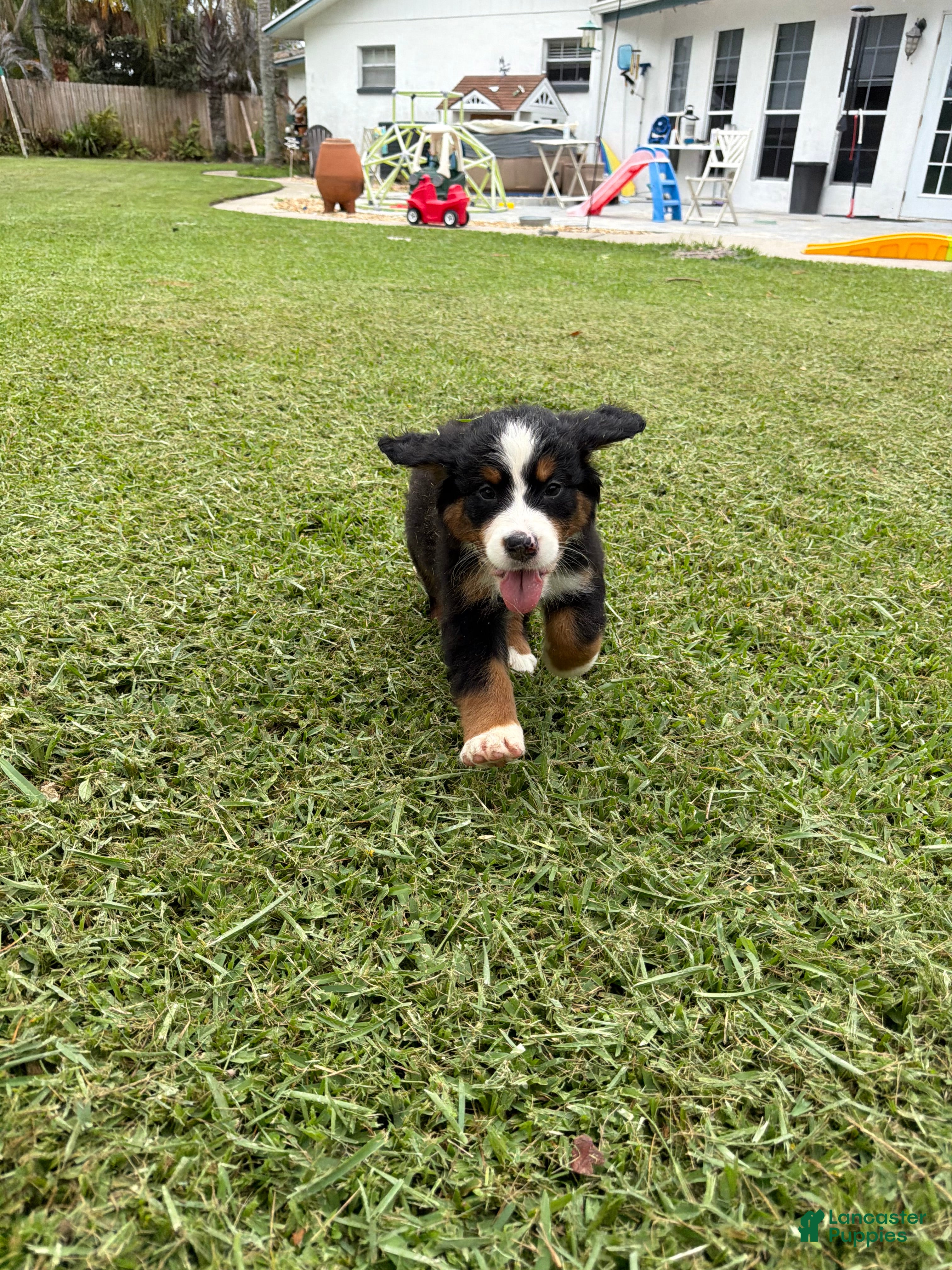 Bernese Mountain Dog dogs Bernese Mountain Dog 5 - Ad 2