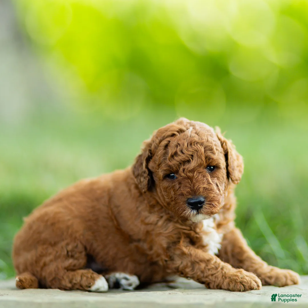 Labradoodle dogs for sale: Henry Labradoodle  - Ad 3
