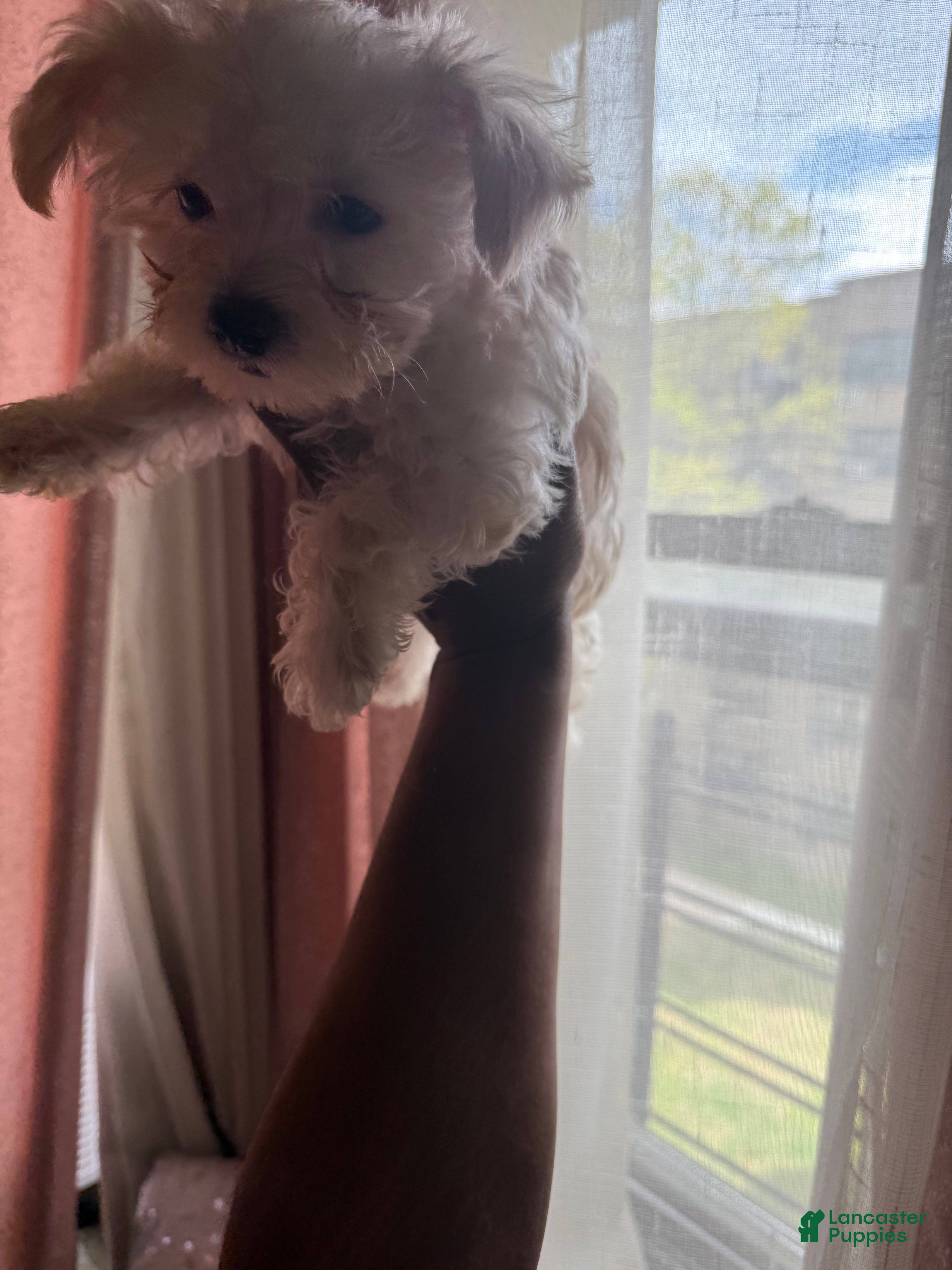 Mixed Breed dogs Yorkie Bichon Puppy 3 - Ad 2