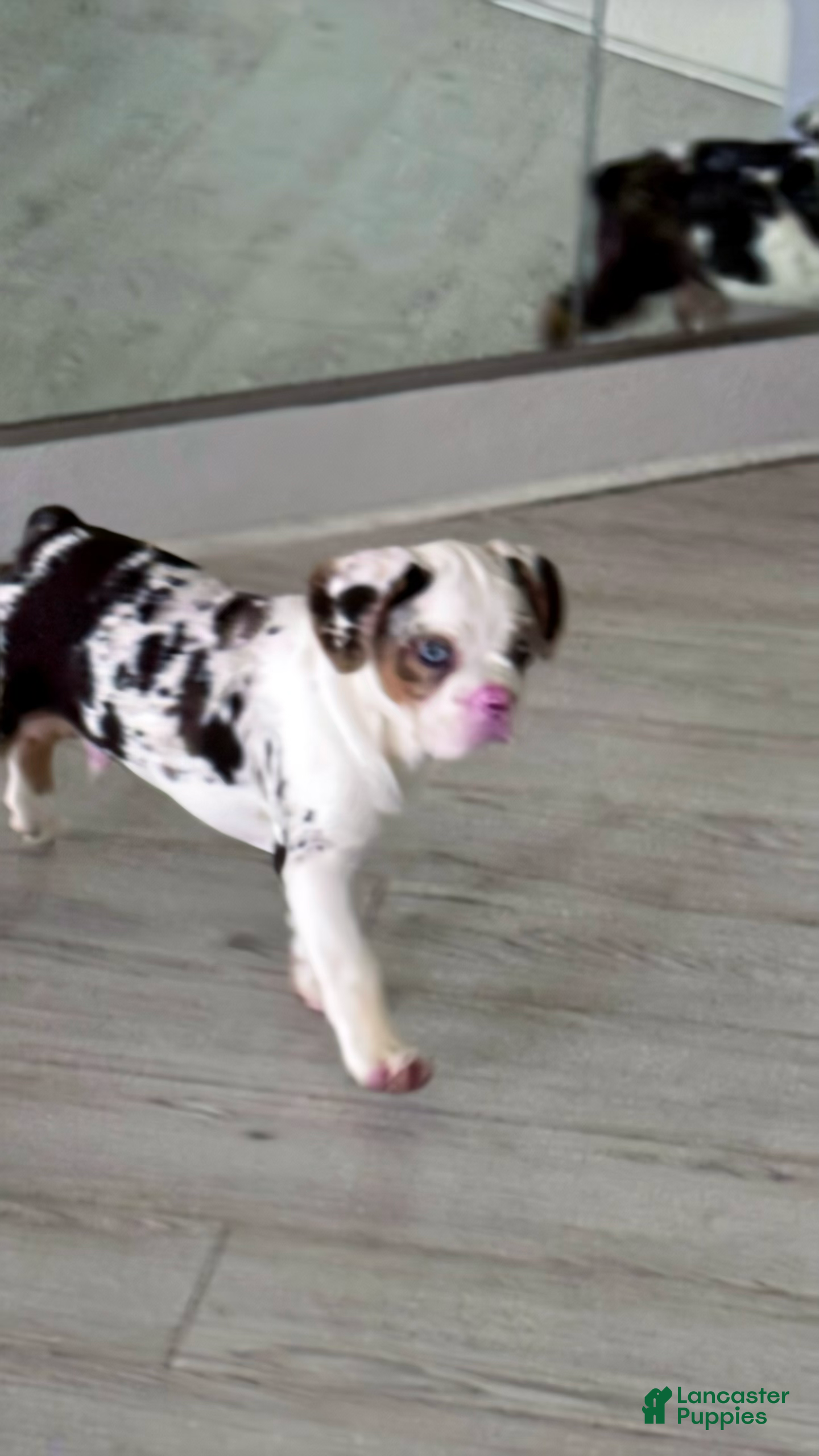 French Bulldog dogs Onyx - Ad 12