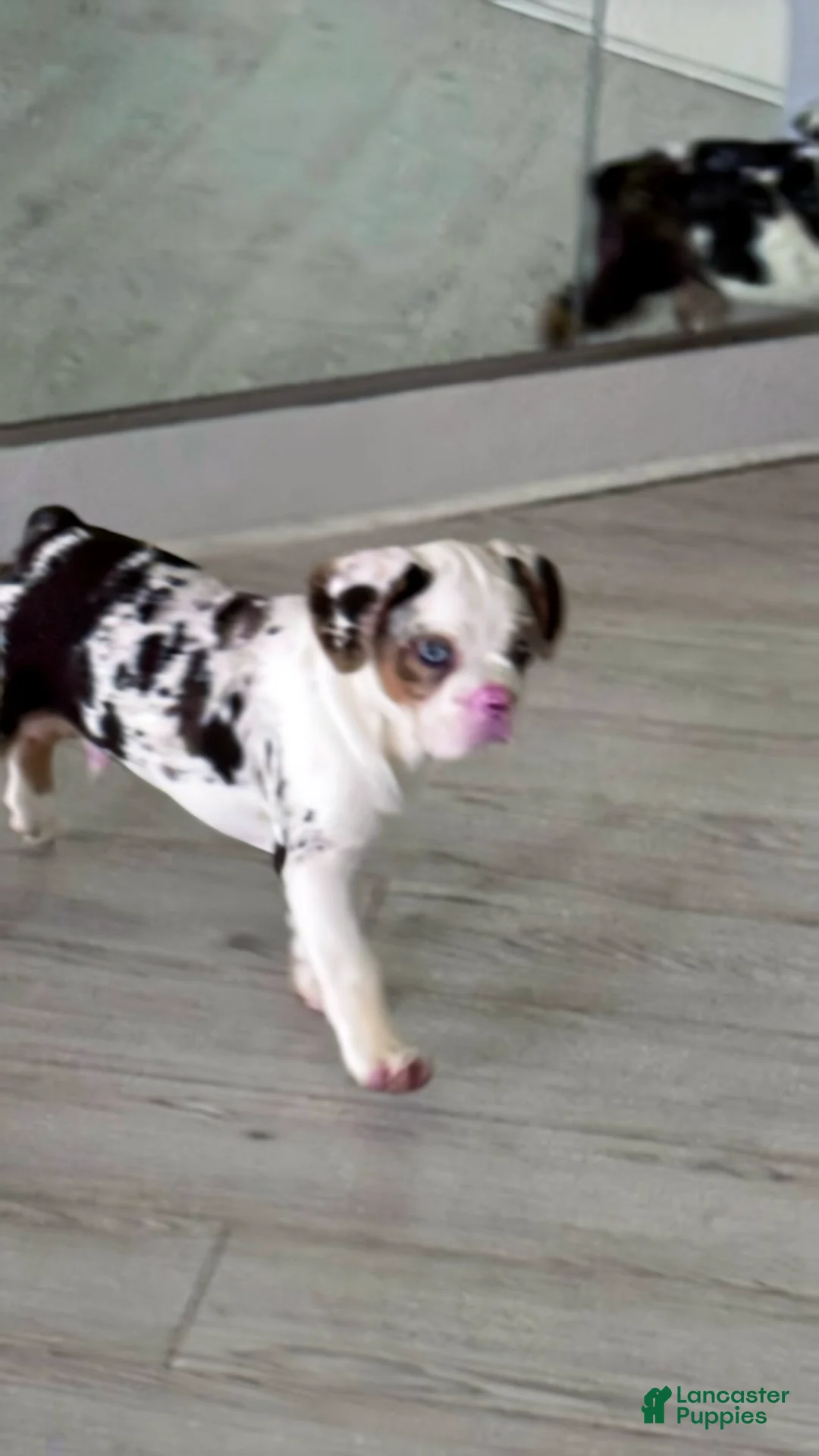 French Bulldog dogs for sale: Onyx - Ad 1