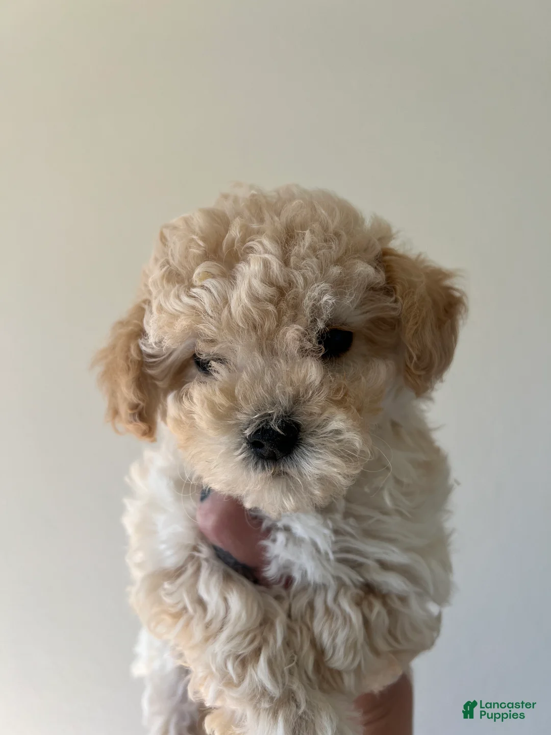 Toy Poodle dogs for sale: Bella - Ad 4