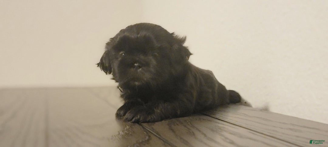 Shih Tzu dogs for sale: CHARLIE, Shih Tzu, Male, 10 weeks, AKC Champion Blood Line - Ad 11