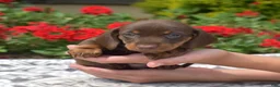 Miniature Dachshund dogs for sale: Luna - Ad 3