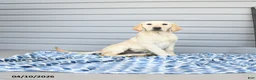 Goldador dogs for sale: Kola - Ad 7