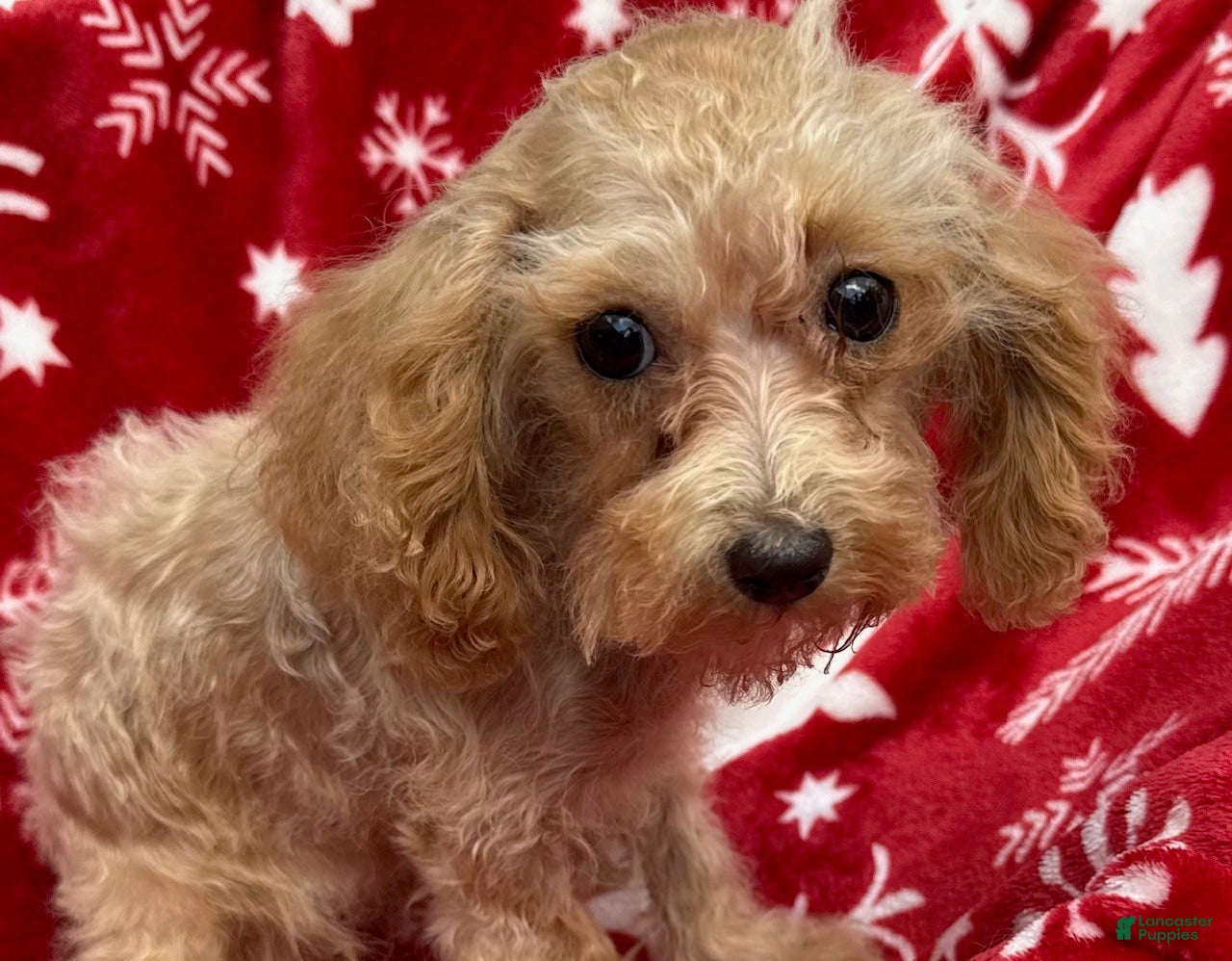 Toy Poodle dogs Toy Poodle Girl - Ad 27