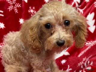 Toy Poodle dogs Toy Poodle Girl - Ad 24