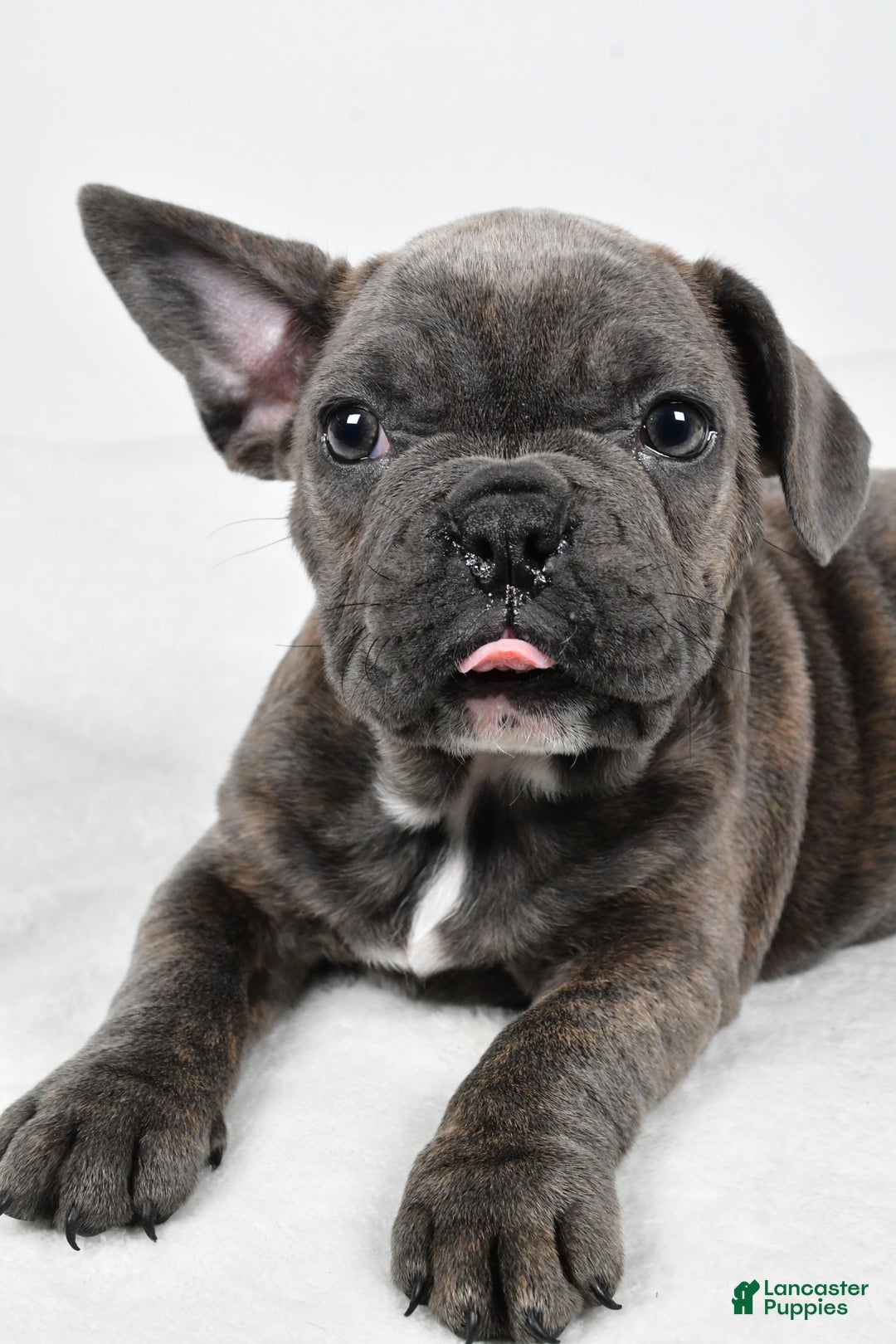 Mixed Breed dogs for sale: Raven - Ad 4