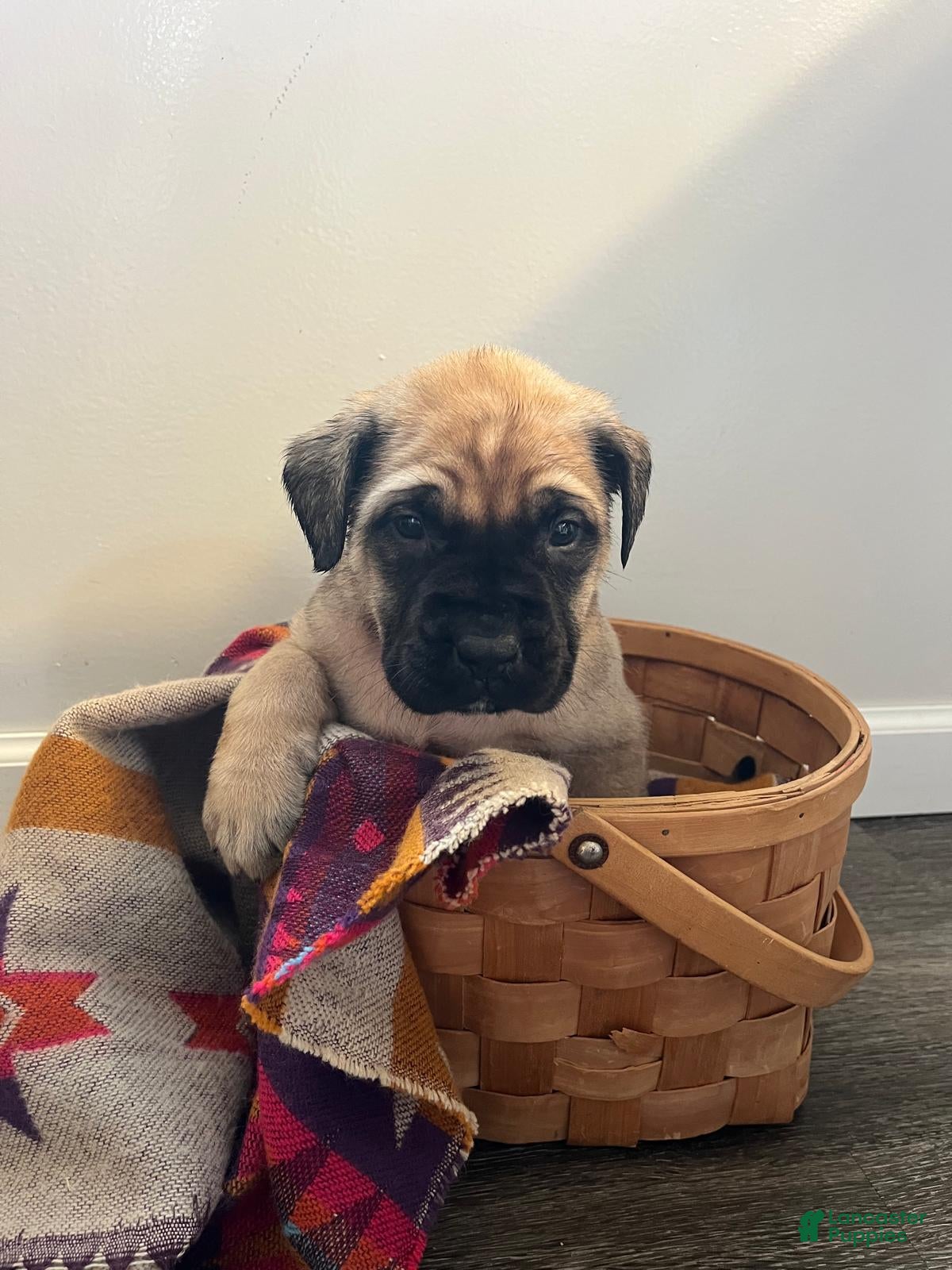 English Mastiff dogs Becky - Ad 2