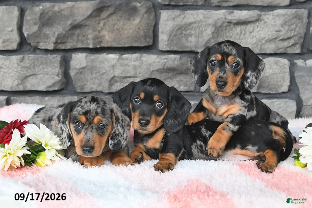 Miniature Dachshund dogs for sale: Flicka - Ad 5