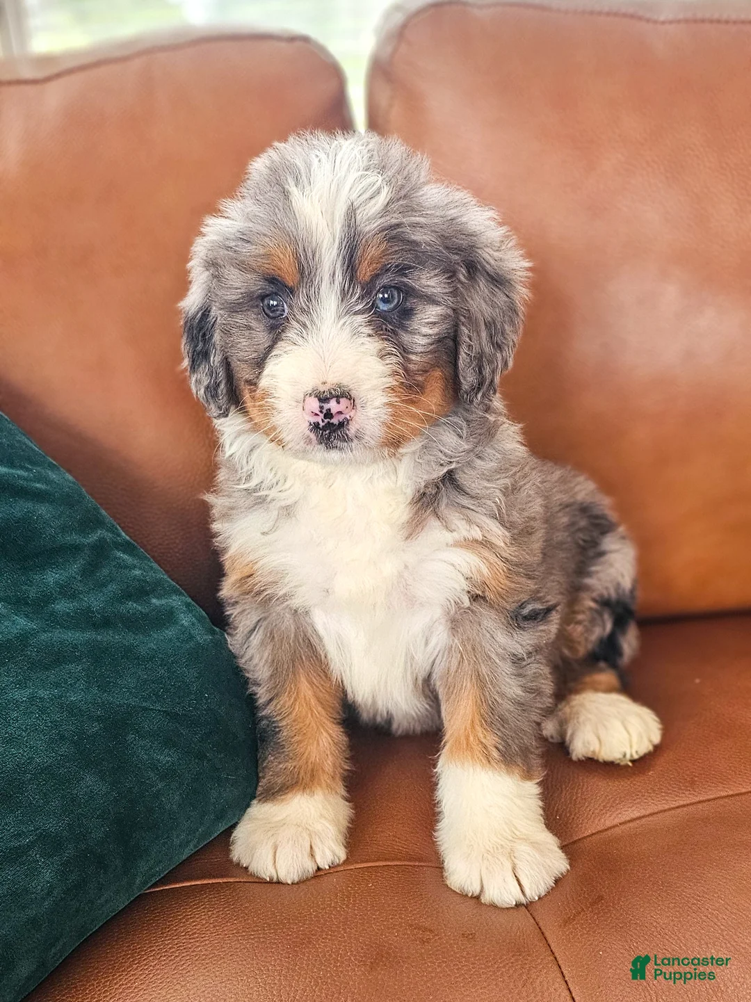 Bernedoodle dogs for sale: Blue! - Ad 6