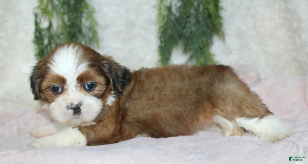 Shih Tzu dogs for sale: Shih Tzu 3 - Ad 5