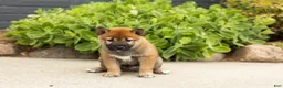 Shiba Inu dogs for sale: Trevor  - Ad 2