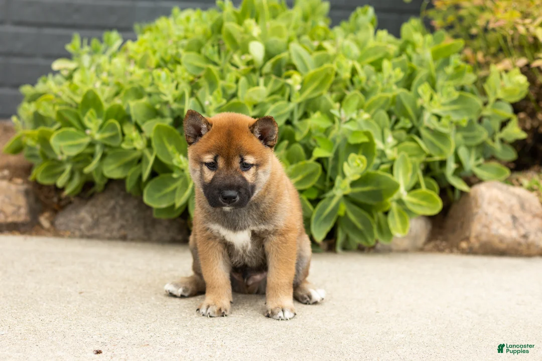 Shiba Inu dogs for sale: Trevor  - Ad 2