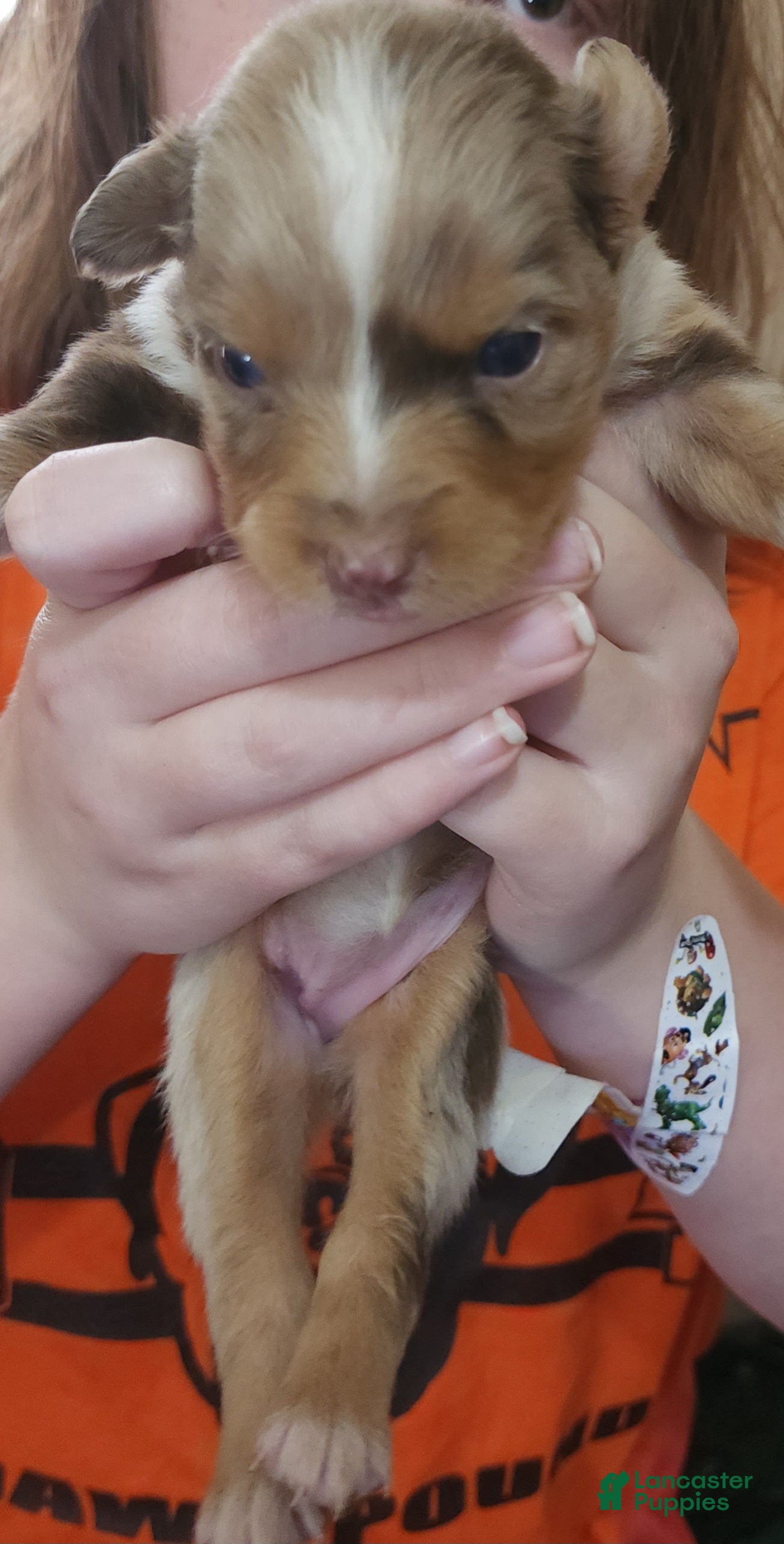 Australian Shepherd dogs Australian Shepherd Red Merle Female 1 - Ad 1