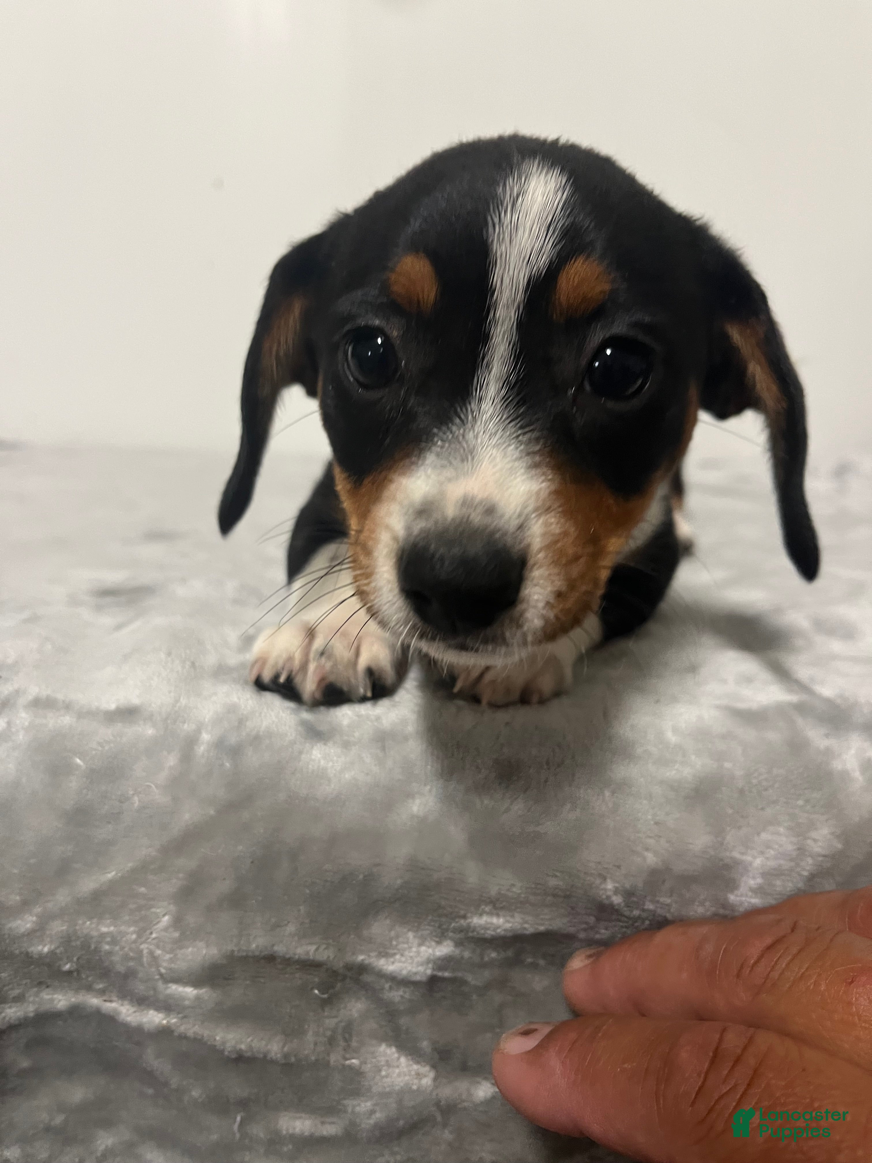 Mixed Breed dogs Avalanche  - Ad 1