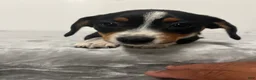 Mixed Breed dogs for sale: Avalanche  - Ad 1