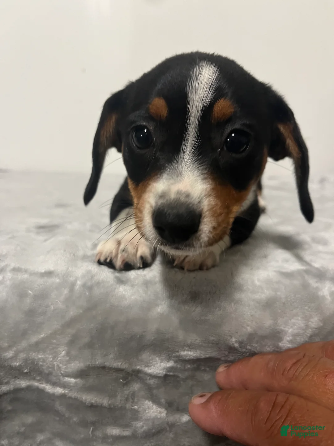 Mixed Breed dogs for sale: Avalanche  - Ad 1