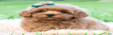 Elio