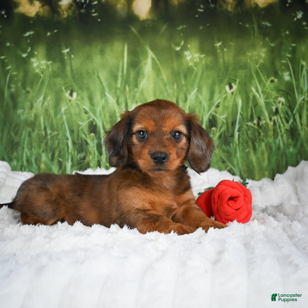 Miniature Dachshund dogs AKC Dixie - Ad 2