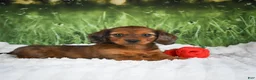 Miniature Dachshund dogs for sale: AKC Dixie - Ad 3