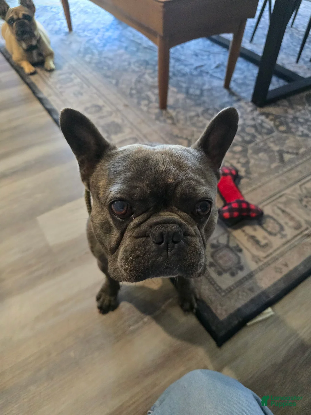 French Bulldog dogs for sale: Alfie - Ad 17