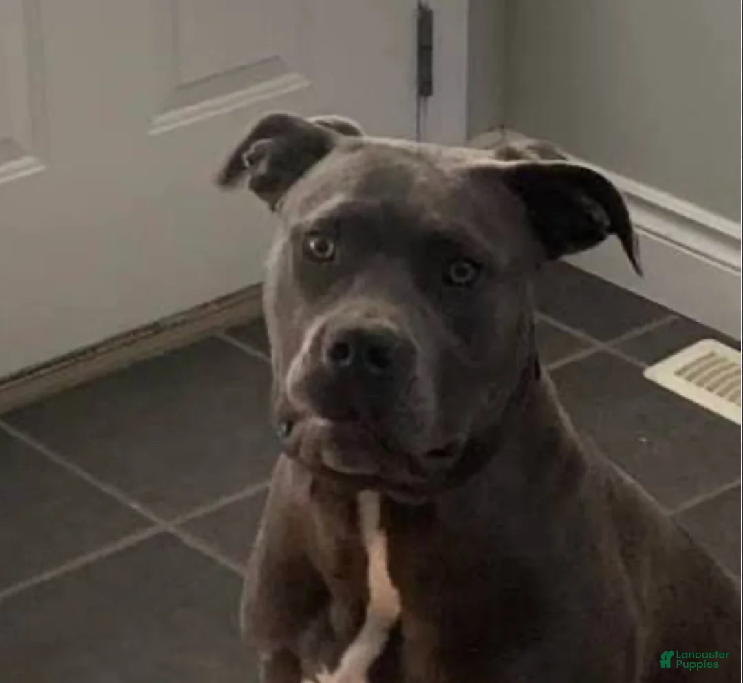 Mixed Breed dogs for sale: Mixed Breed 2 - Ad 6