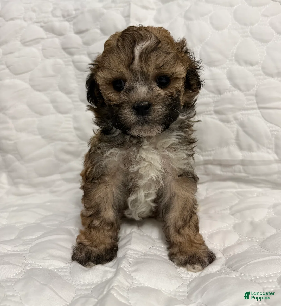 Shihpoo dogs for sale: Shihpoo 1 - Ad 3