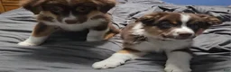 Australian Shepherd dogs for sale: Australian Shepherd Puppy 5 - Ad 2