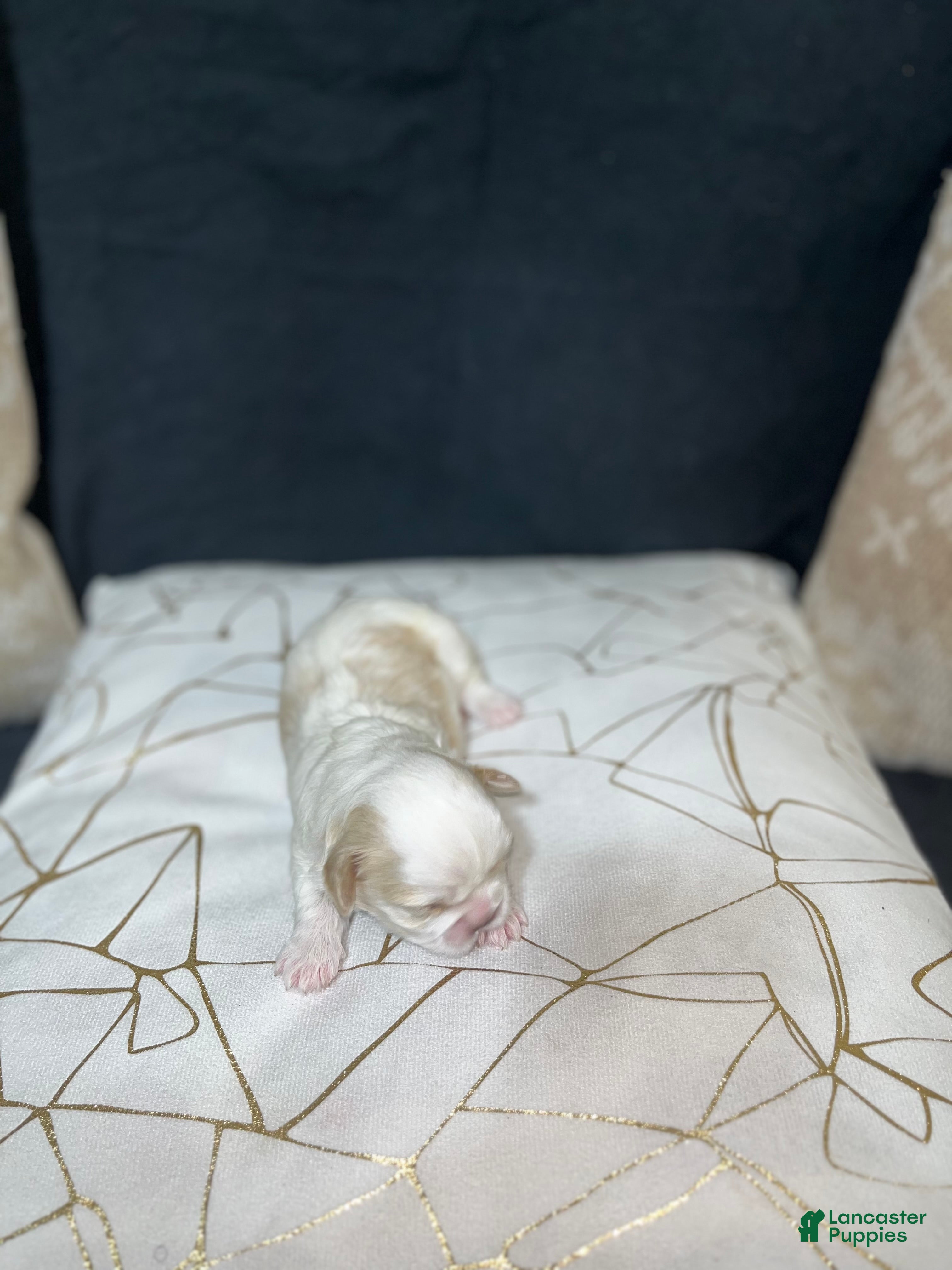 Shih Tzu dogs Oakley  - Ad 39