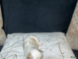 Shih Tzu dogs Oakley - Ad 8