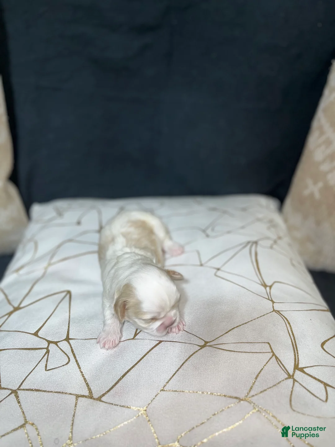 Shih Tzu dogs for sale: Oakley  - Ad 1