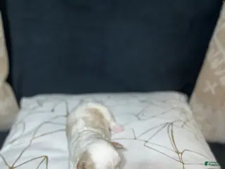 Shih Tzu dogs Oakley - Ad 24