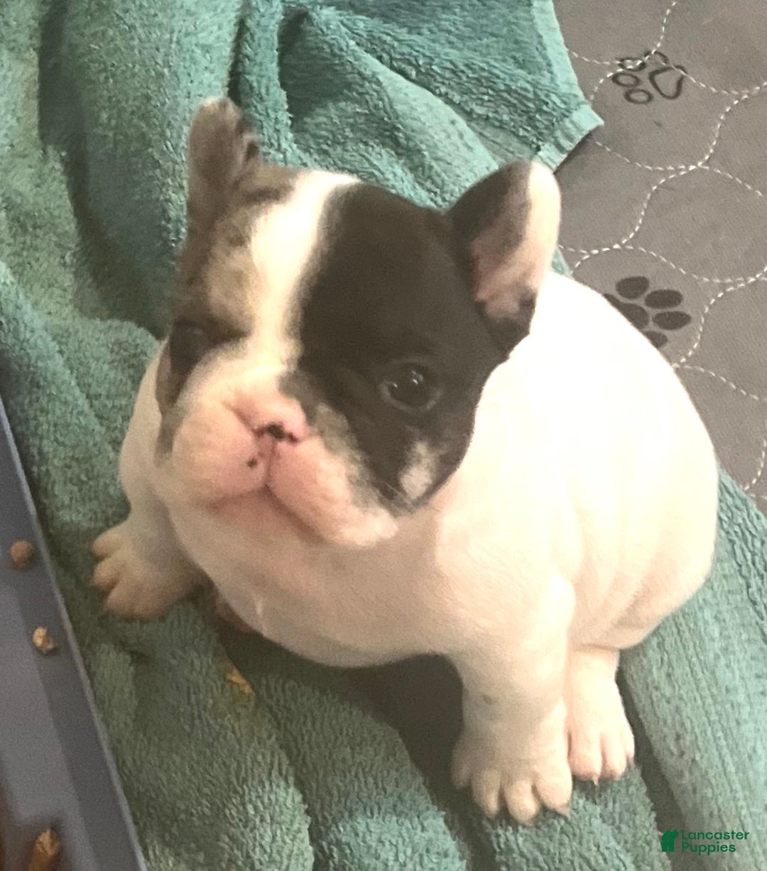 French Bulldog dogs for sale: Titan - Ad 3