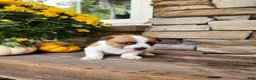 Rat Terrier dogs for sale: Peanut - Ad 3